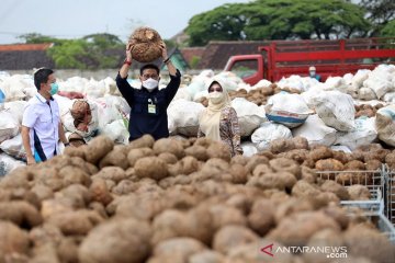 Mentan harap dunia tahu porang itu asalnya dari Indonesia