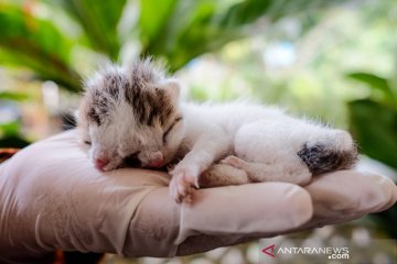 Anak kucing berwajah dua