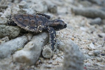 Konservasi penyu sisik di Kepulauan Seribu