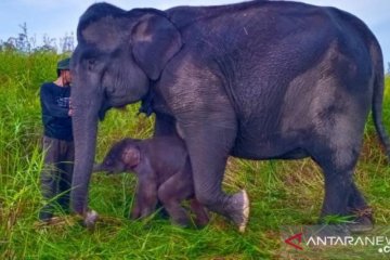 Anak gajah sumatera lahir di Suaka Margasatwa Padang Sugihan