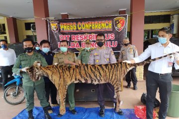 Polisi memburu dua pelaku sindikat perdagangan harimau di Bengkulu