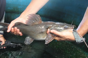 KKP kembangkan inovasi teknologi budidaya ikan baung di Sumatera