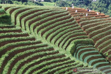 FAO apresiasi sektor pertanian Indonesia