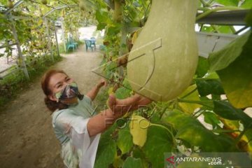 Agrowisata Payakumbuh