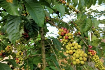 Pemprov Lampung rencanakan revitalisasi 1.000 hektare tanaman kopi