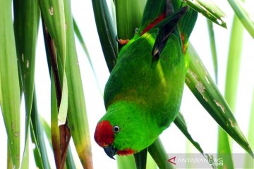 Sudah 109 burung endemik-umum diteliti di hutan Sulawesi Tengah