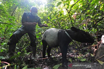 Pelepasliaran satwa liar di Taman Nasional Kerinci Seblat