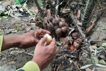 Ketersediaan lahan jadi tantangan pelestarian salak Condet