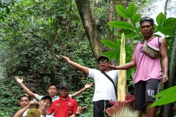 Bunga bangkai raksasa mekar di area wisata Napal Jungur Bengkulu