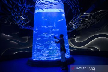 Perawatan satwa koleksi Jakarta Aquarium dan Safari