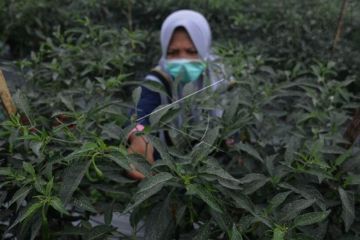Abu vulkanik Gunung Merapi
