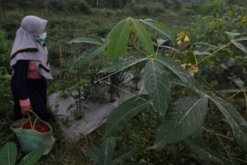 Abu vulkanik Gunung Merapi