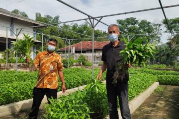 Di Kediri-Jatim, limbah rumen sapi dijadikan pupuk organik kangkung