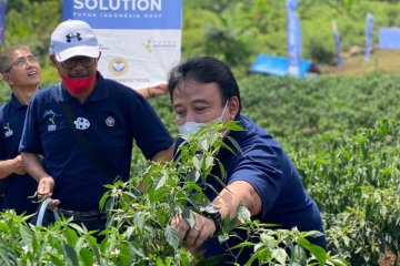 Pupuk Iskandar Muda panen perdana cabai hasil Agro Solution