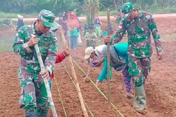 TNI membantu warga Asiki Boven Digoel bercocok tanam