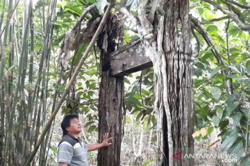 Disbudpar Gumas Daftarkan Kaleka Betang Ngabe Hanjung Sebagai Objek Cagar Budaya Antara News Kalimantan Tengah Berita Terkini Kalimantan Tengah