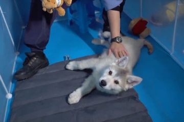 4 anak serigala Arktik rayakan 100 hari kelahiran di Liaoning, China