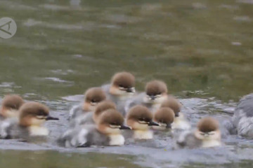 Rekaman langka, anak-anak bebek merganser China melompat dari sarang