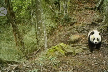 Induk dan anak panda raksasa tertangkap kamera di cagar alam China