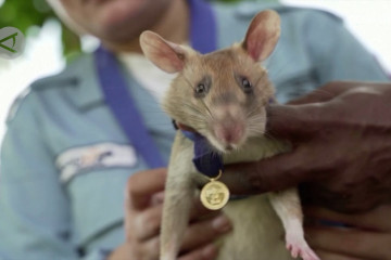 Magawa, tikus Kamboja pencari ranjau yang pergi pensiun