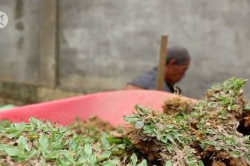 Bisnis budidaya rumput gajah mini yang menggiurkan