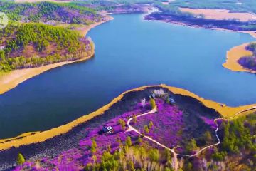 Menikmati pemandangan rhododendron liar yang bermekaran