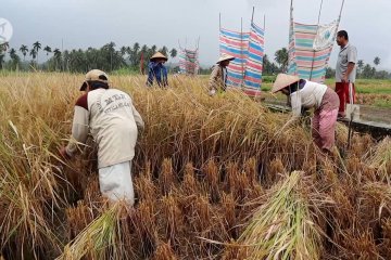 Strategi Sumbar angkat ekonomi pertanian lewat BUMD