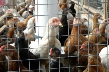 Mendulang untung dari beternak ayam Joper