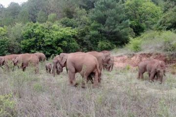 Memantau perjalanan 15 gajah sejauh 500 km di China barat daya