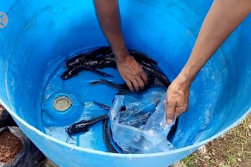 DKP ajak wanita tani Kota Tangerang panen ikan lele