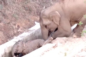 Gajah dewasa selamatkan bayi gajah yang terjebak di parit di Yunnan, China