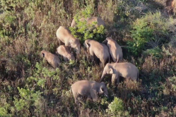 Kawanan gajah di China yang bermigrasi bergerak 9,3 km ke arah utara