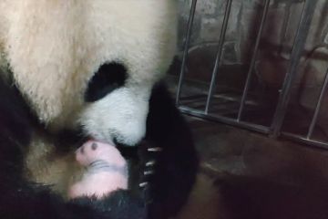 Kebun binatang di Chongqing sambut kelahiran bayi panda kembar