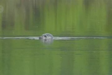 Anjing laut berbintik ditemukan di perairan pedalaman di Shenyang, China