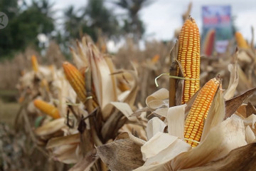 Pengembangan lahan jagung baru di Kabupaten Limapuluh Kota