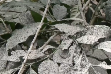 Erupsi Merapi, hujan abu vulkanik guyur Klaten