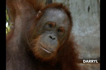 7 orangutan kembali hidup di alam bebas hutan Kalimantan