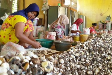 Bisnis kemiri beri keuntungan dan buka lapangan kerja