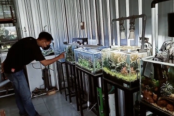 Manisnya bisnis aquascape beromzet jutaan rupiah