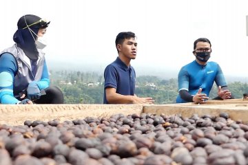 Pemerintah dorong lahirnya pelaku kopi milenial Temanggung