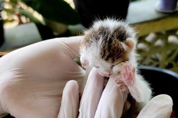 Fenomena langka, kucing bermuka dua terlahir di Bangka