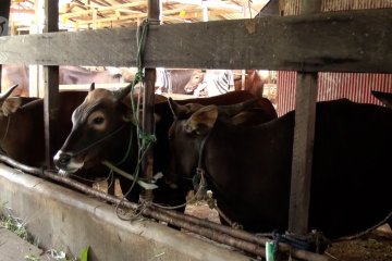 Pemkot Palangka Raya pastikan hewan kurban penuhi syarat kesehatan