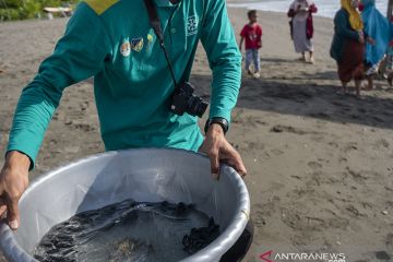 Pelepasliaran Tukik Hijau di Donggala