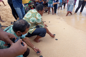 Warga adat Raja Ampat sepakat lindungi pantai penetasan telur penyu