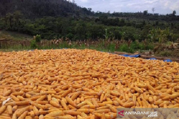 Peningkatan produksi tanaman pangan-hortikultura tingkatkan daya saing