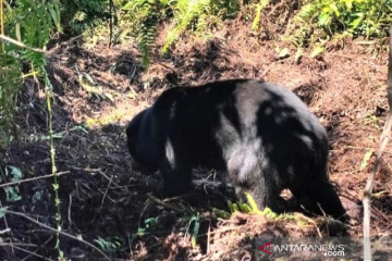 Beruang madu terjerat di kebun warga Kota Dumai berhasil diselamatkan