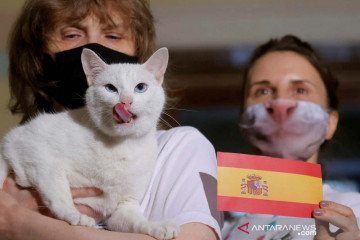 Kucing Achilles prediksi Spanyol akan kalahkan Swiss