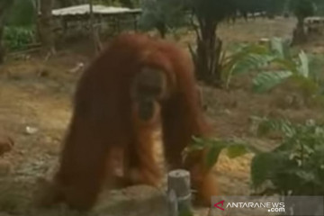 Orangutan masuk perkampungan warga Inhu
