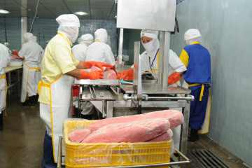 KKP gelar pelatihan jaga kualitas ikan tuna untuk ekspor