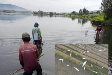 Sejumlah ikan di Danau Diatas tiba-tiba menepi dan jinak